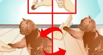 Teach a Cat to "High Five"